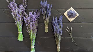 All About Lavender  identifying different varieties harvesting bundles and removing the buds [upl. by Llerat]