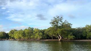 Kongo River Estuary Diani Tiwi Beach Kwale County Coastal Region Sunset Cruise Canoe Tour Hidden Gem [upl. by Addison]