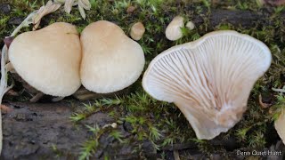 Crepidotus mollis  Крепидот мягкий [upl. by Weir]