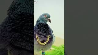 Kabootar Pigeon birds video kabutar youtubeshorts shorts [upl. by Lyndsay]