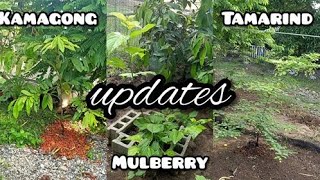 KamagongMabolo Tamarind and Mulberry Update [upl. by Balbur]