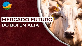 Mercado futuro do boi em alta mercado físico estabiliza [upl. by Caleb]