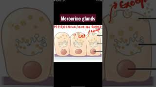 What are Merocrine glands  histology glands neetug neet medical [upl. by Lorimer]