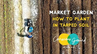 How to plant in tarped soil [upl. by Evanthe]