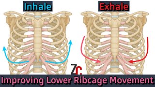 Improving Lower Ribcage Movement [upl. by Doggett]