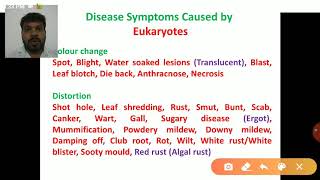 Plant Diseases and Symptoms caused by Prokaryotes  Bacteria FVB Phytoplasma and Spiroplasma [upl. by Odrareg]