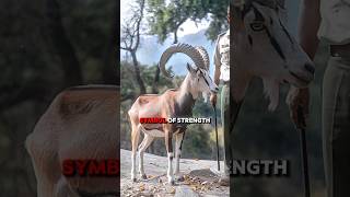 The Markhor a wild goat with spiraled horns and agile mountain skills [upl. by Nednyl]