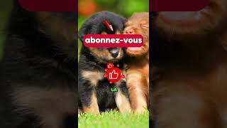 Ce Chien sest Fait Couper les Poils ❤️ [upl. by Arezzini]