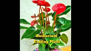 How to propagate anthurium quickly with flower branches।shorts। Kapu Gamit [upl. by Manella587]