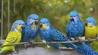 budgies bird colony  parakeets bird talking [upl. by Sawyer]