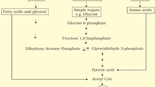 AMPHIBOLIC PATHWAY  RESPIRATION IN PLANTS CLASS XI NCERT [upl. by Scevour]