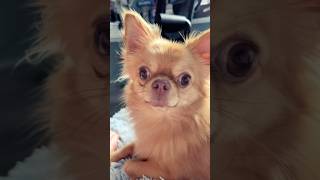 Chihuahua my Love💕 pets dog funnydog [upl. by Yenroc]