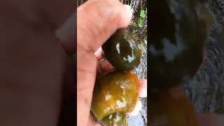 Snails picking by hand in the flood areas  Big snail 🐌 applesnail naturelovers nature [upl. by Doane]