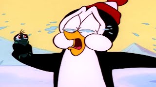 Chilly Willy en Español 🐧Carnada y Anzuelo  Capitulos completos 🐧Dibujos Animados [upl. by Libbna]