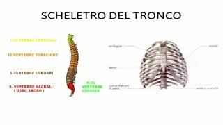 PILLOLE DI SCIENZE  puntata 10  Lo scheletro [upl. by Llesig136]