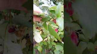 Октябрьская малина  очень сладкая  🍓 😍🫶 garden [upl. by Orva]