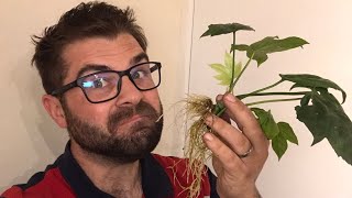 HOW TO TAKE SUCCESSFUL FATSIA CUTTINGS 🌱 gardening garden cutting plants [upl. by Phelia]