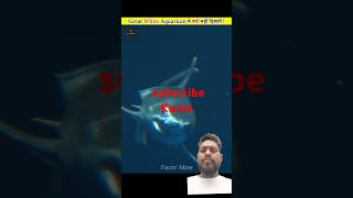 Great shark aquarium mein kyon nahin Rakha jata shark amazingfacts [upl. by Erbe]