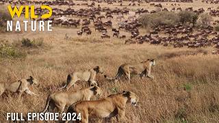 WILD SERENGETI  Battle for Survival in Predator Territory  Animal documentary [upl. by Eldwon]