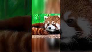 The red panda yawns and stretches This is a video of the foodie red panda Acridine RedPandaAndFri [upl. by Ajtak]