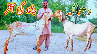 8102024 makhi cheeni praignet bakriyan at bismillah farm bakri farm dera ghazi khan goat business [upl. by Cathy]