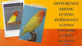 Difference Among Lutino Personata Lutino Fischeri amp Lutino Opaline [upl. by Assyl354]