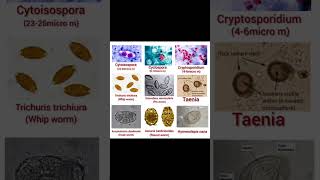 Microbiology parasitologyshorts youtubeshorts mbbsdoctor studymotivation shorts youtubeshorts [upl. by Evod]