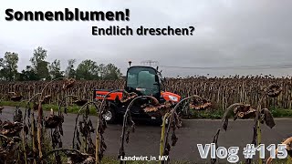 Vlog 115 Starten wir die Sonnenblumenernte [upl. by Eelessej944]