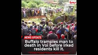 Buffalo tramples man to death in Voi before irked residents kill it [upl. by Mak772]