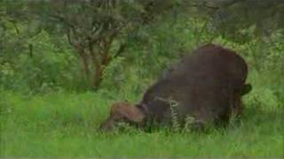 Lion and buffalo 22hr ordeal [upl. by Enaid]