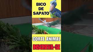 CEGONHA BICO DE SAPATO [upl. by Namharludba]