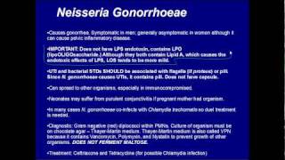 Gram Negative Cocci Step 1 Review [upl. by Lacey]