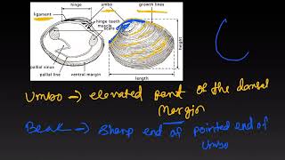 Pelecypoda part 1 [upl. by Netloc]