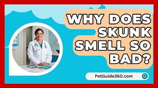 Why Does Skunk Smell So Bad  PetGuide360com [upl. by Assiralk]