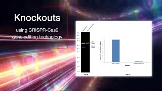 Unlock the Potential of Proteomics Research with Thermo Fisher Scientifics Validated Antibodies [upl. by Inaluiak]