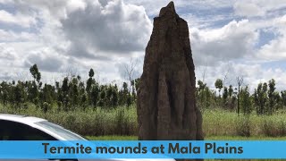 Tall termite mounds at Mala Plains Those mounds are huge [upl. by Querida249]