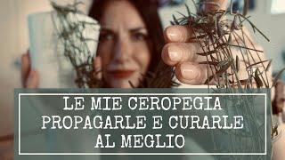 LE MIE CEROPEGIA Come propagarle e curarle al meglio [upl. by Aitra]