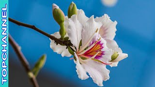 10 Variedades de Bauhinia más hermosas [upl. by Arney]