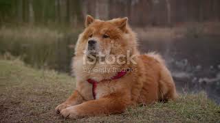 What Makes the Chow Chow SO ROYAL [upl. by Kessia]