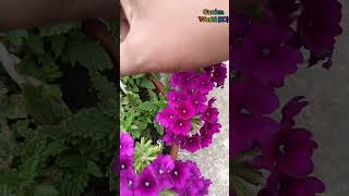 verbena flower plant care shorts shortsfeed viral viralshorts verbena flowers [upl. by Eirrem]