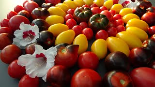 Meine Tomatensorten 2022 mit Bildern  Fortschritt bei den Buschtomaten  Ernte im Mai möglich [upl. by Meldon]