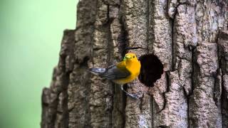 Prothonotary Warbler Nest [upl. by Ilamad]