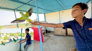 First Time New Parrots 🦜 Ko Urya 😍 [upl. by Anihpesoj]