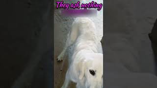 Cutest dog । Tell the breed name । Goldenwhite retriever । shorts dog doglover dogshorts dogs [upl. by Nylidnam]