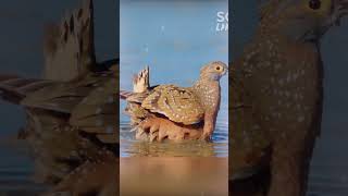 Intersting facts about sandgrouse Bird 🕊️ [upl. by Akinehc690]