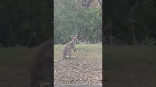 Wallabies nesthebest [upl. by Nalehp]