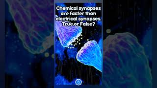 Chemical synapses are faster than electrical synapses True or False neet neetbiology [upl. by Oliva]