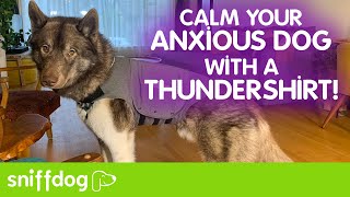 How to Help Your Anxious Dog To Calm Down With a ThunderShirt [upl. by Akyeluz]