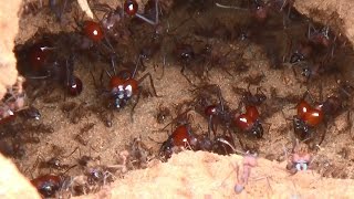 FORMIGA SAÚVA ATTA spp ATTA LEAFCUTTING ANTS Atividades no formigueiro depois da tempestade [upl. by Lejna]