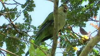 Bird Call Wild MONK PARAKEET calling [upl. by Yralam]